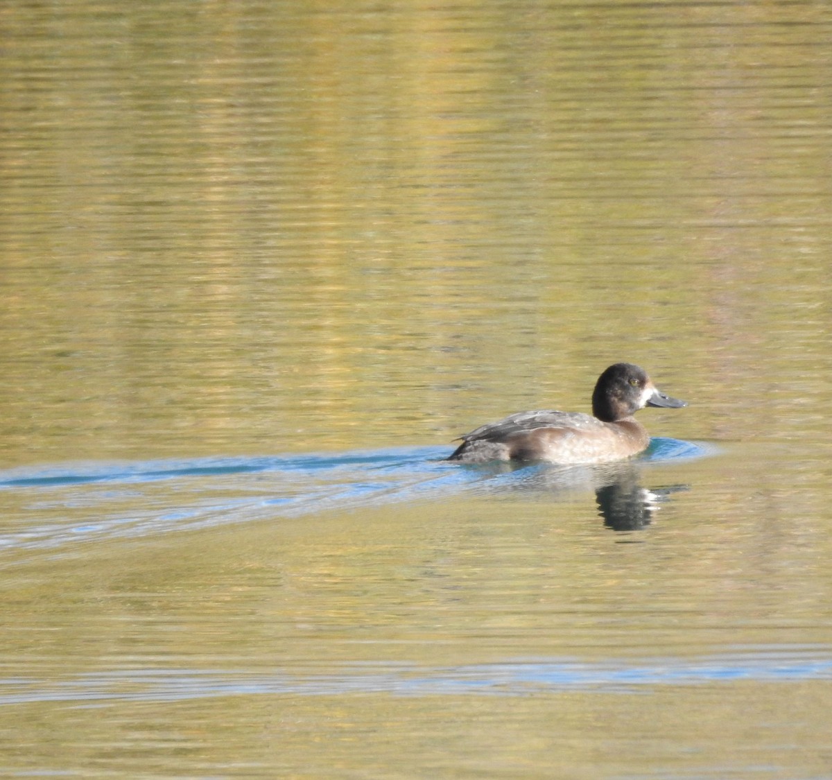 Greater/Lesser Scaup - ML642920078