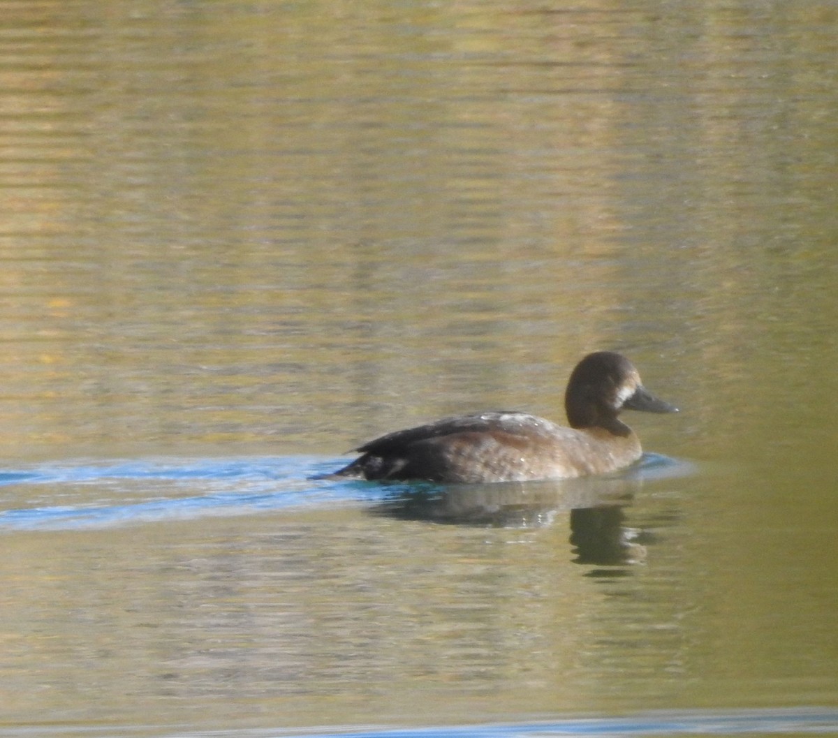 Greater/Lesser Scaup - ML642920079