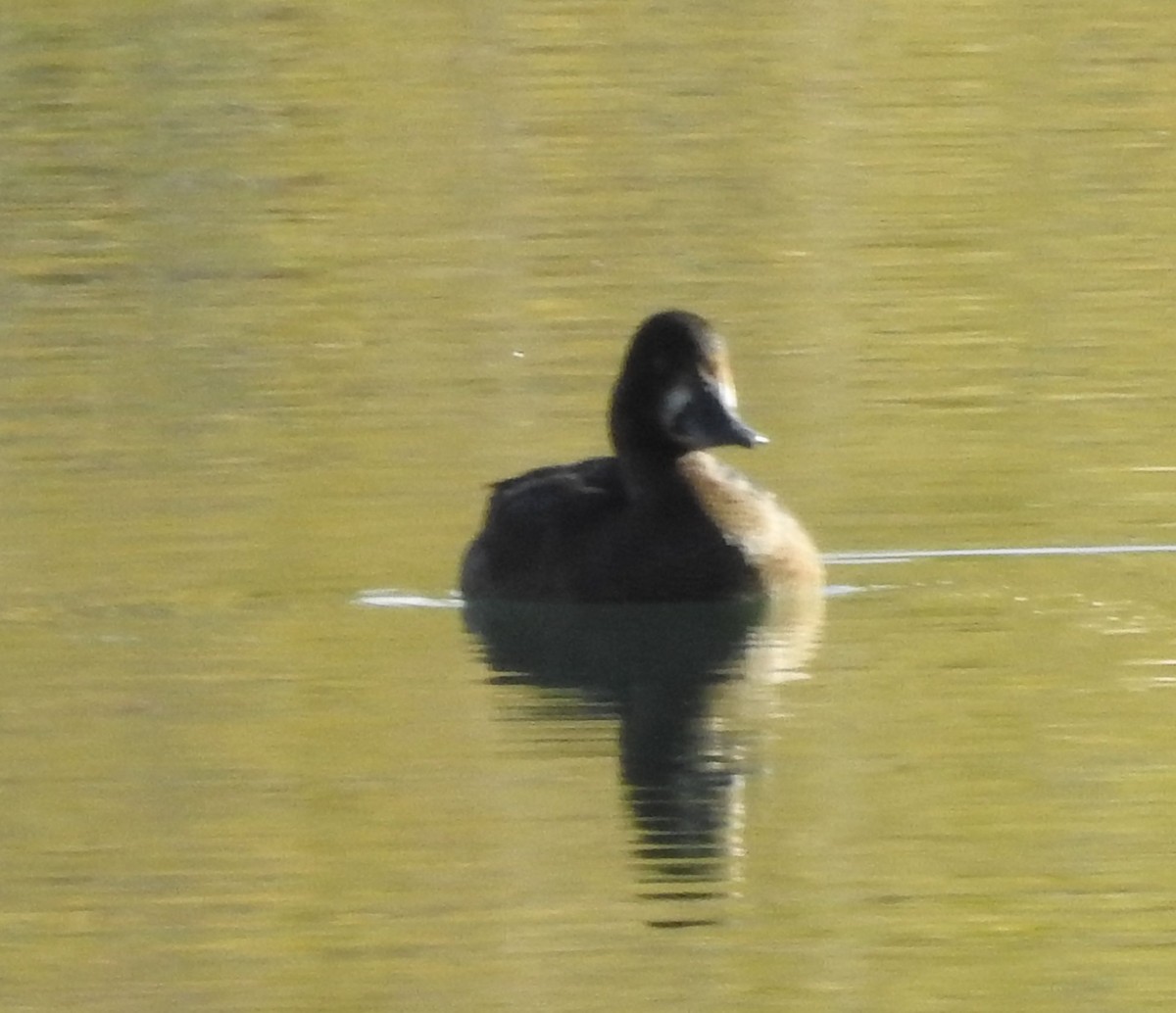 Greater/Lesser Scaup - ML642920081