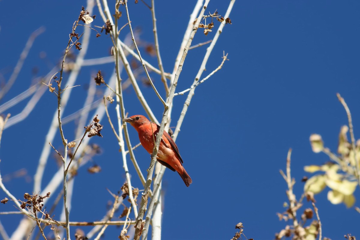 Summer Tanager - ML642920084