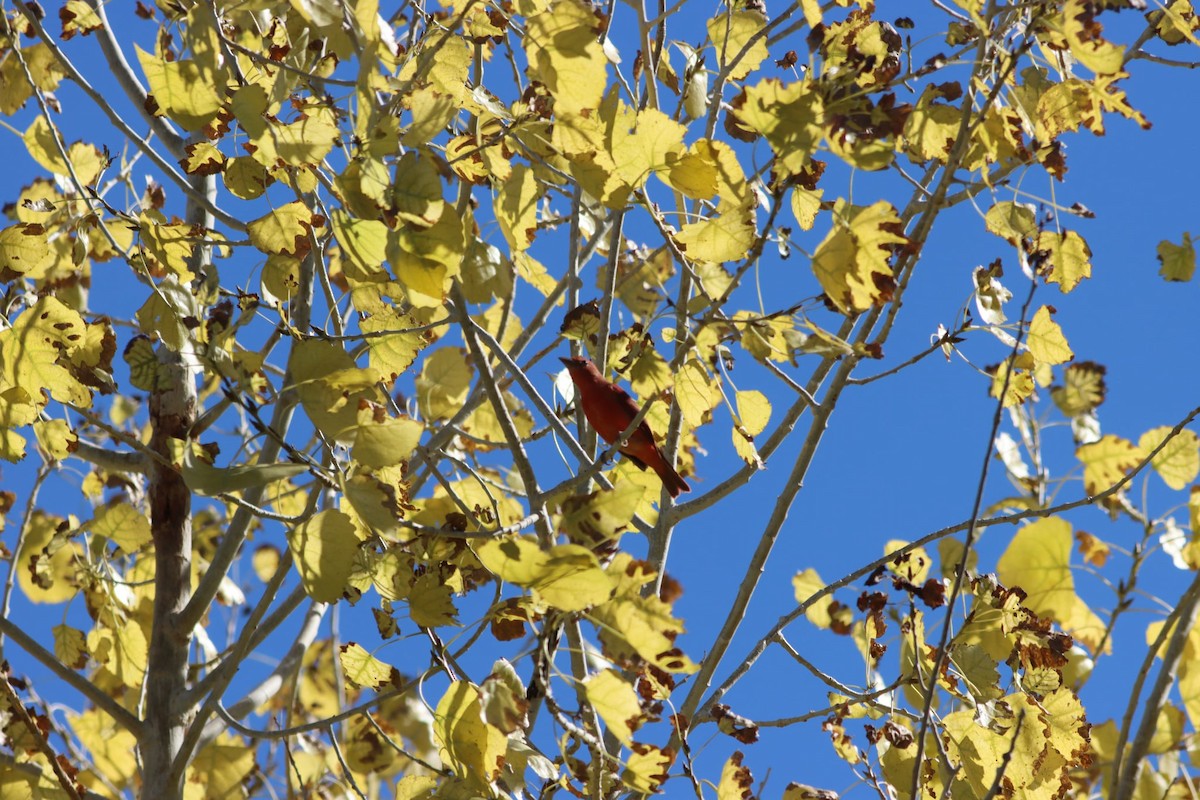 Summer Tanager - ML642920085