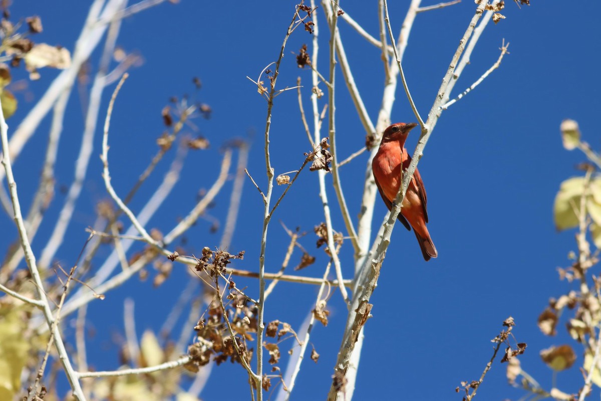 Summer Tanager - ML642920086