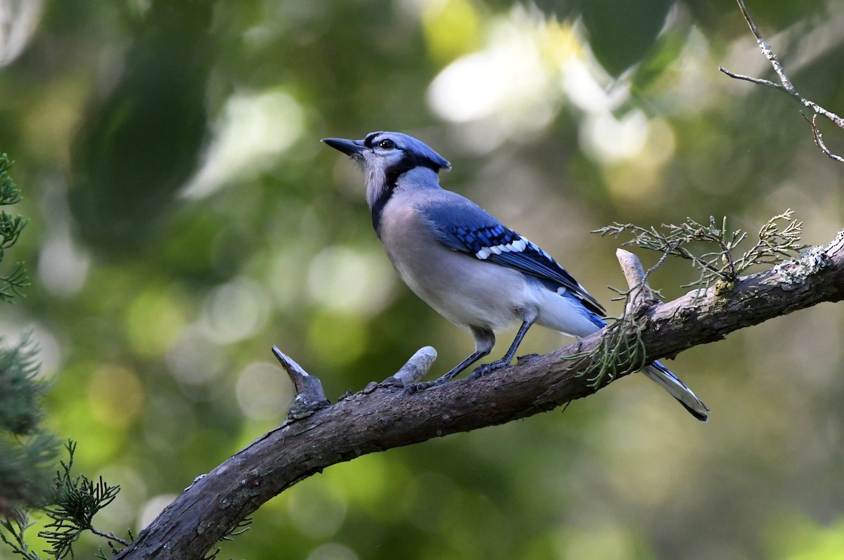 Blue Jay - ML642920090