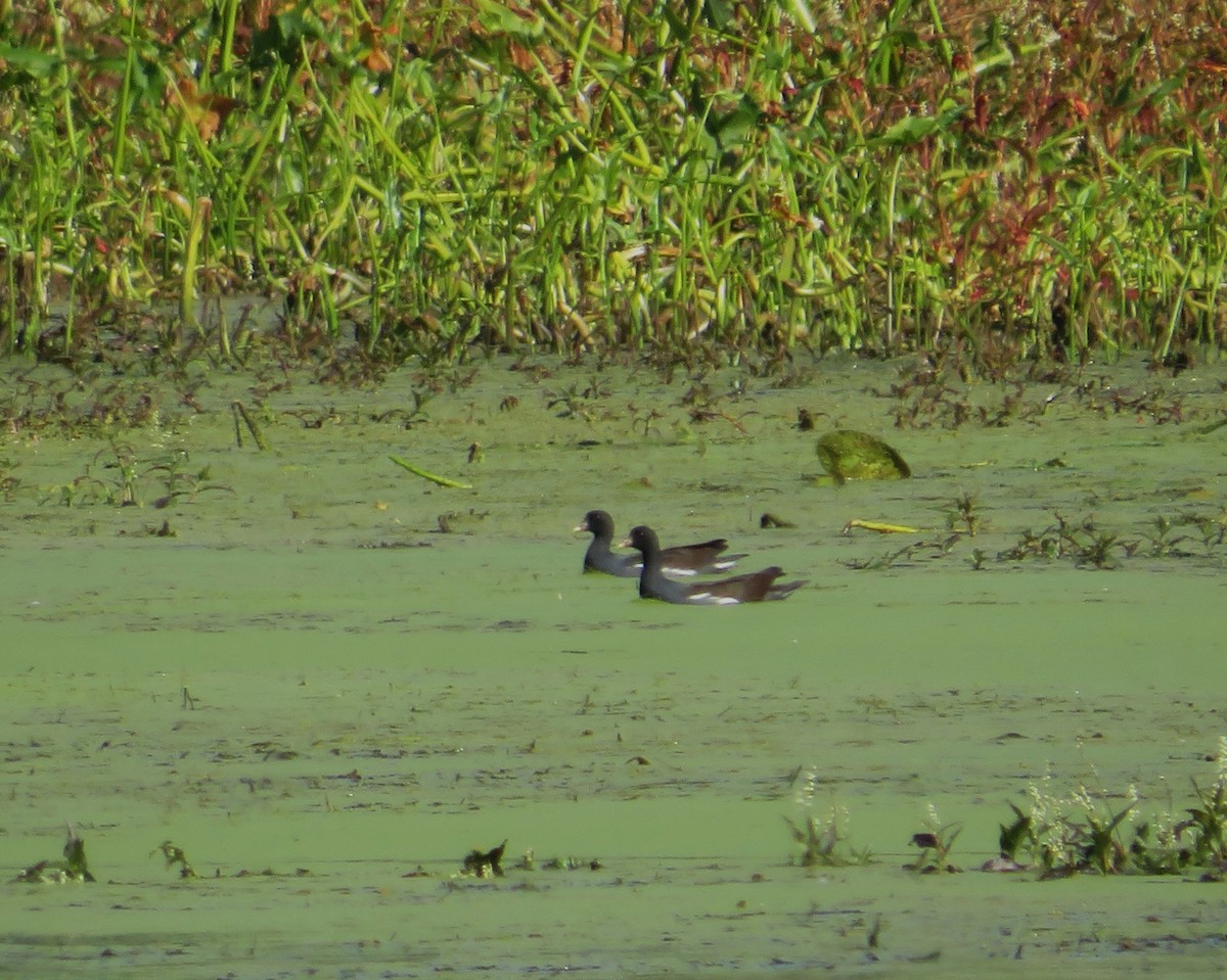 Common Gallinule - ML642920094