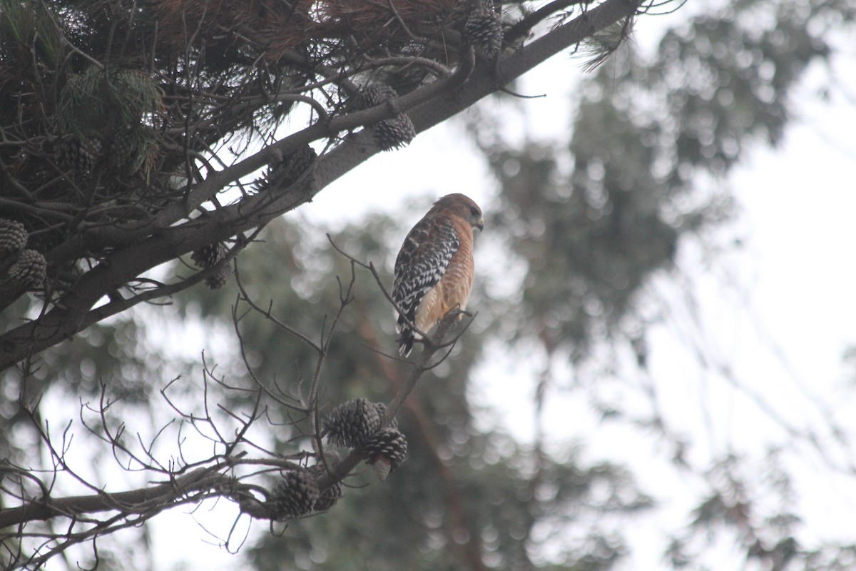 Red-shouldered Hawk - ML642920096