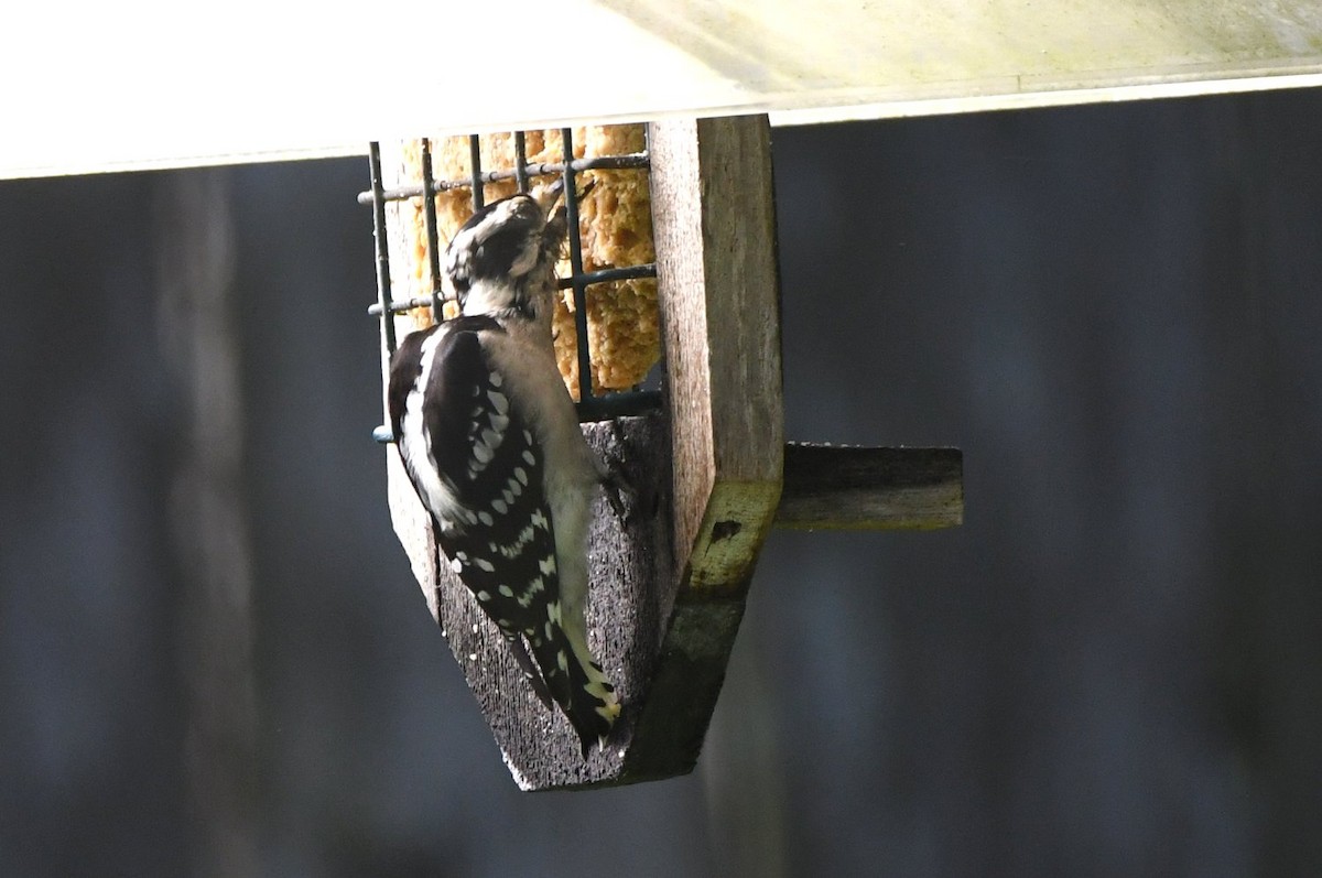 Downy Woodpecker - ML642920097