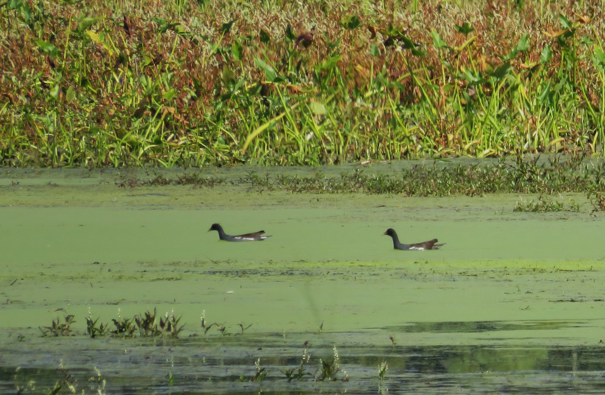 Common Gallinule - ML642920100