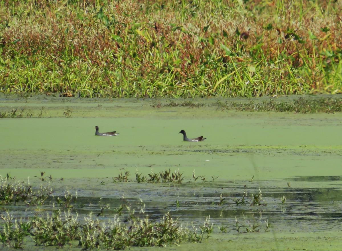 Common Gallinule - ML642920103