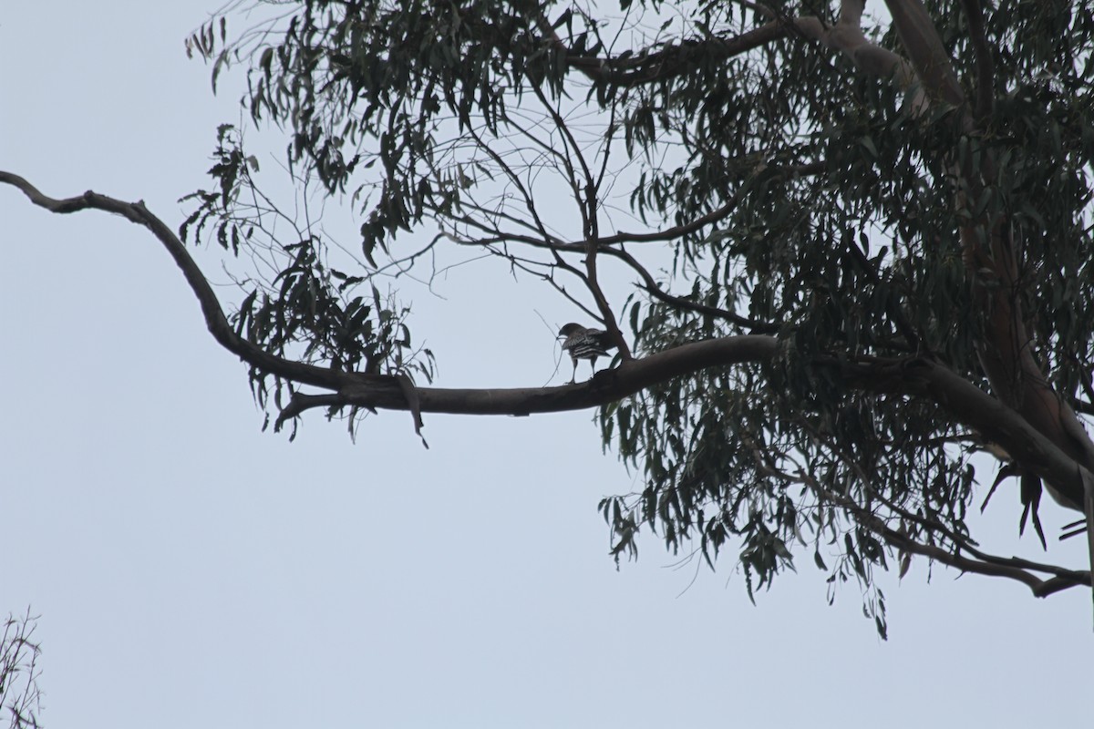 Red-shouldered Hawk - ML642920107