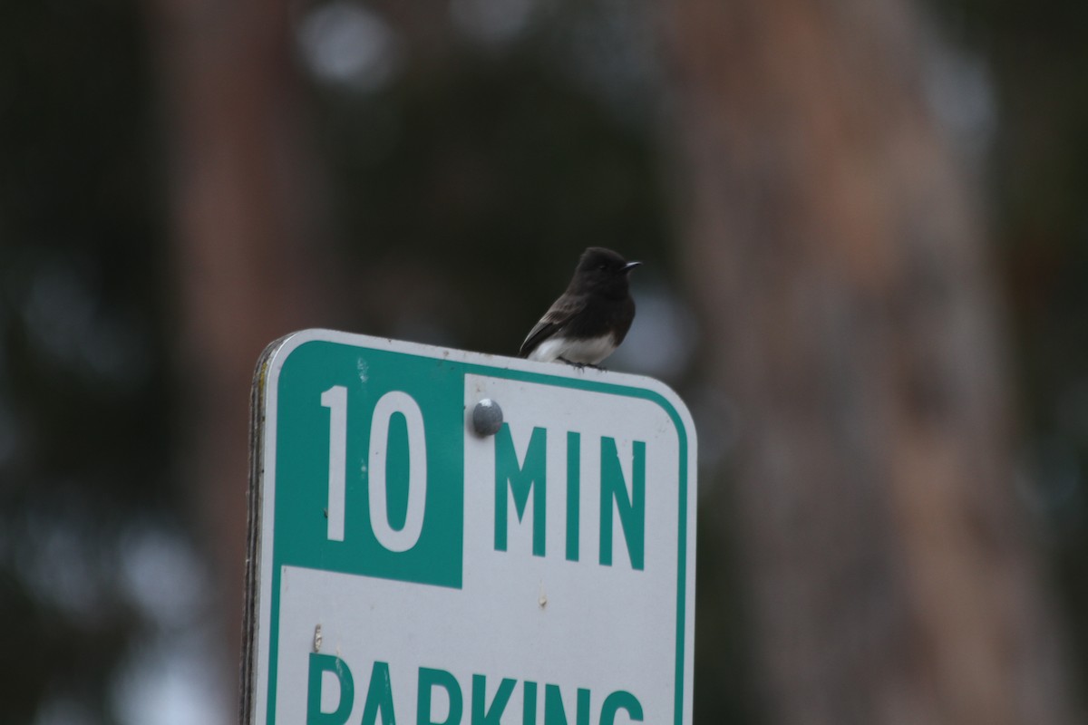 Black Phoebe - ML642920110