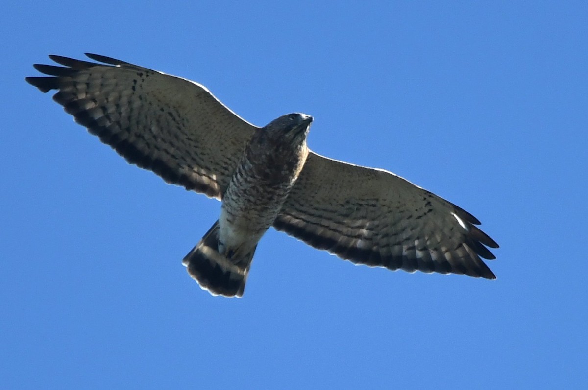 Broad-winged Hawk - ML642920115