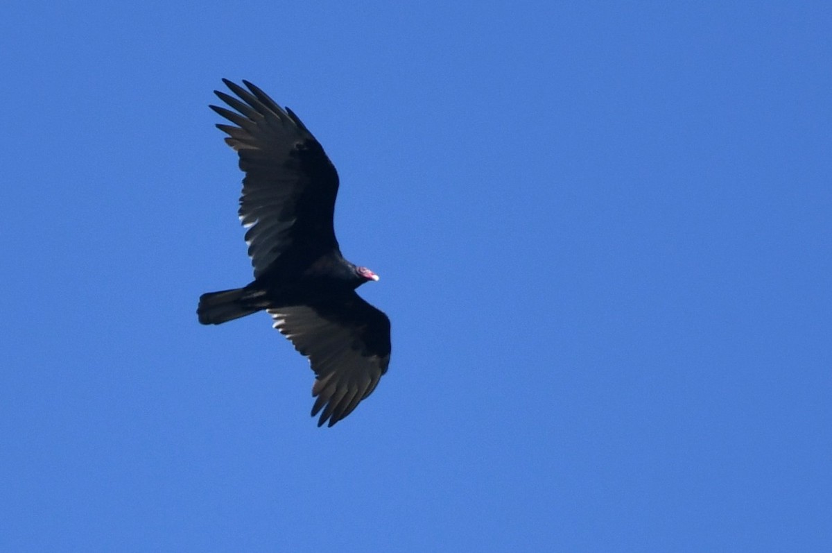 Turkey Vulture - ML642920139