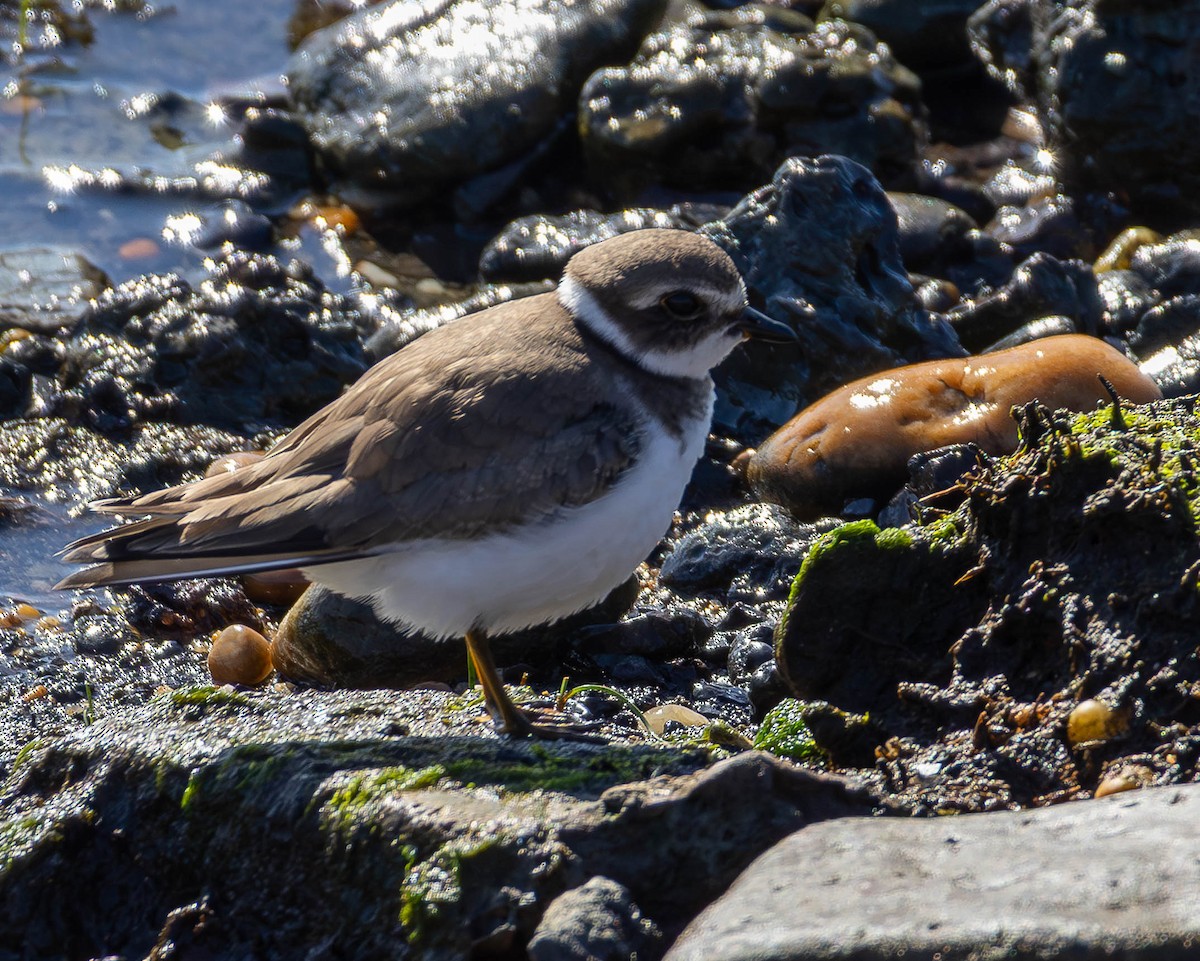 Semipalmated Plover - ML642920142
