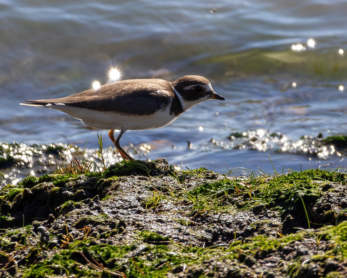 Semipalmated Plover - ML642920143