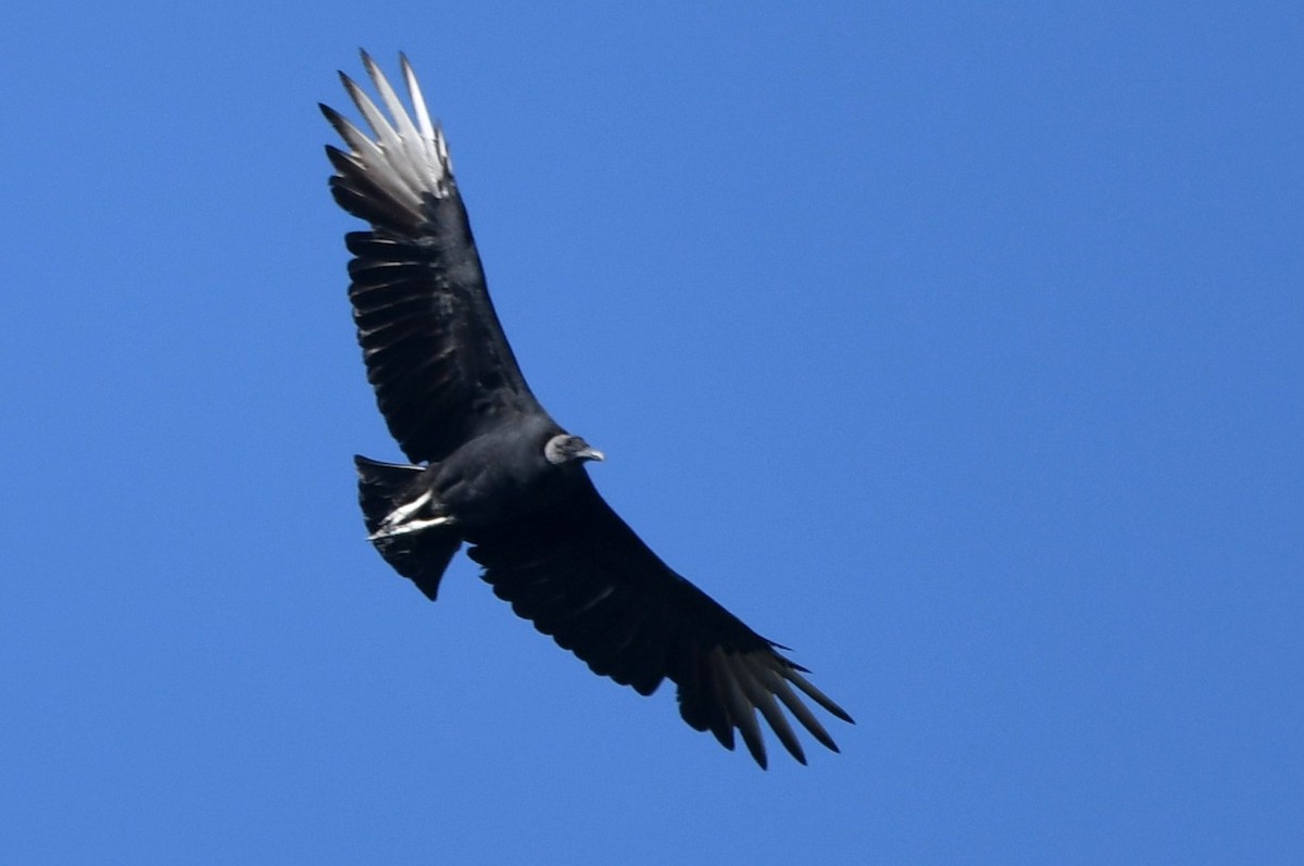 Black Vulture - ML642920144