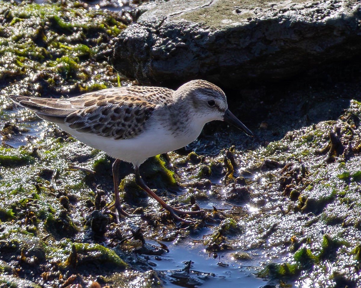 Semipalmated Sandpiper - ML642920148