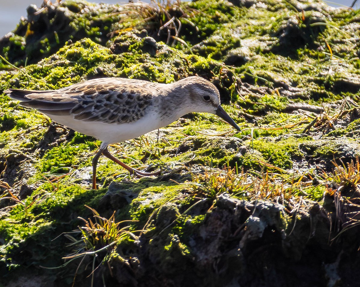 Semipalmated Sandpiper - ML642920149