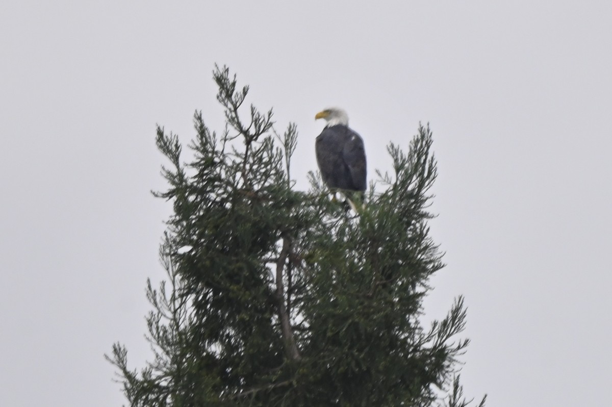 Bald Eagle - ML642920152