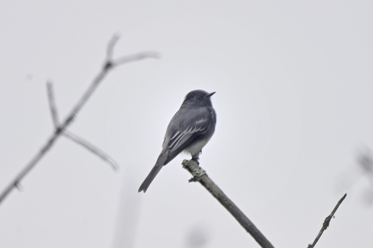 Black Phoebe - ML642920155