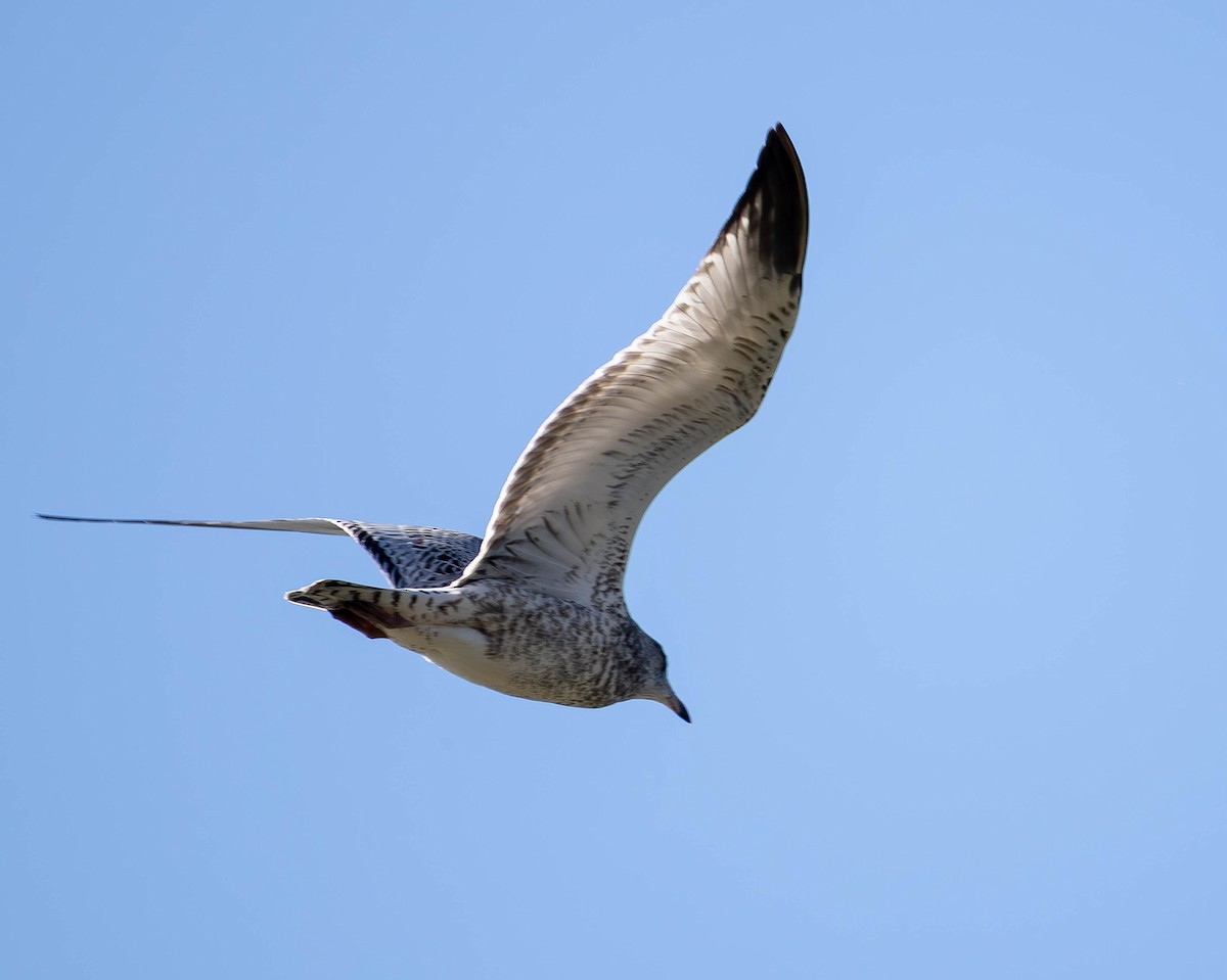 Ring-billed Gull - ML642920156