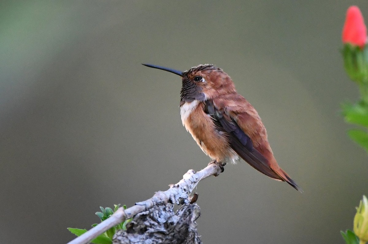 Rufous Hummingbird - ML642920159