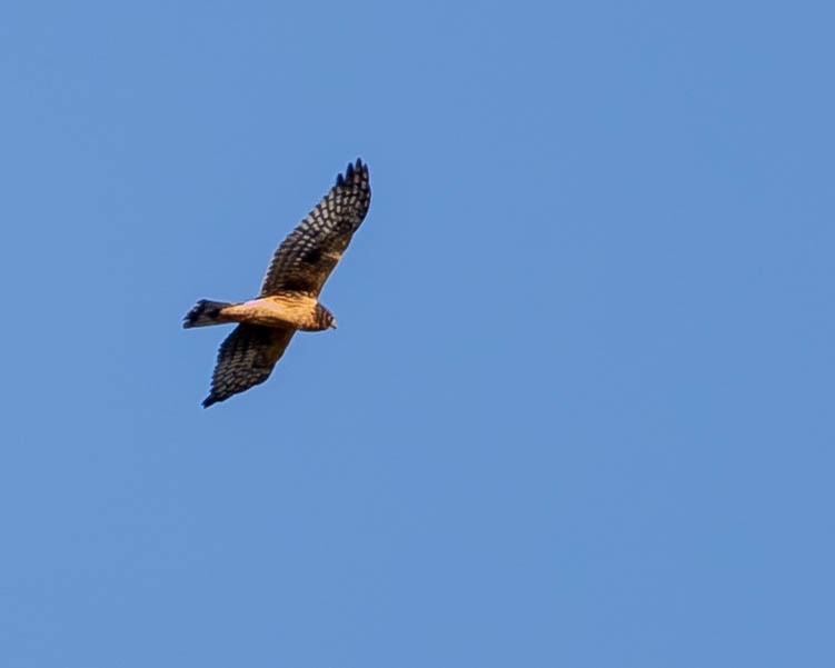 Northern Harrier - ML642920165