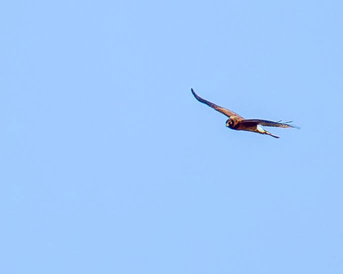 Northern Harrier - ML642920166