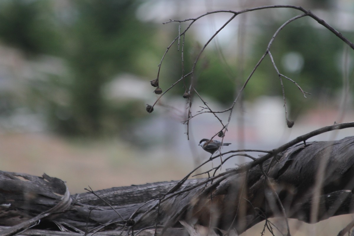 Chestnut-backed Chickadee - ML642920169