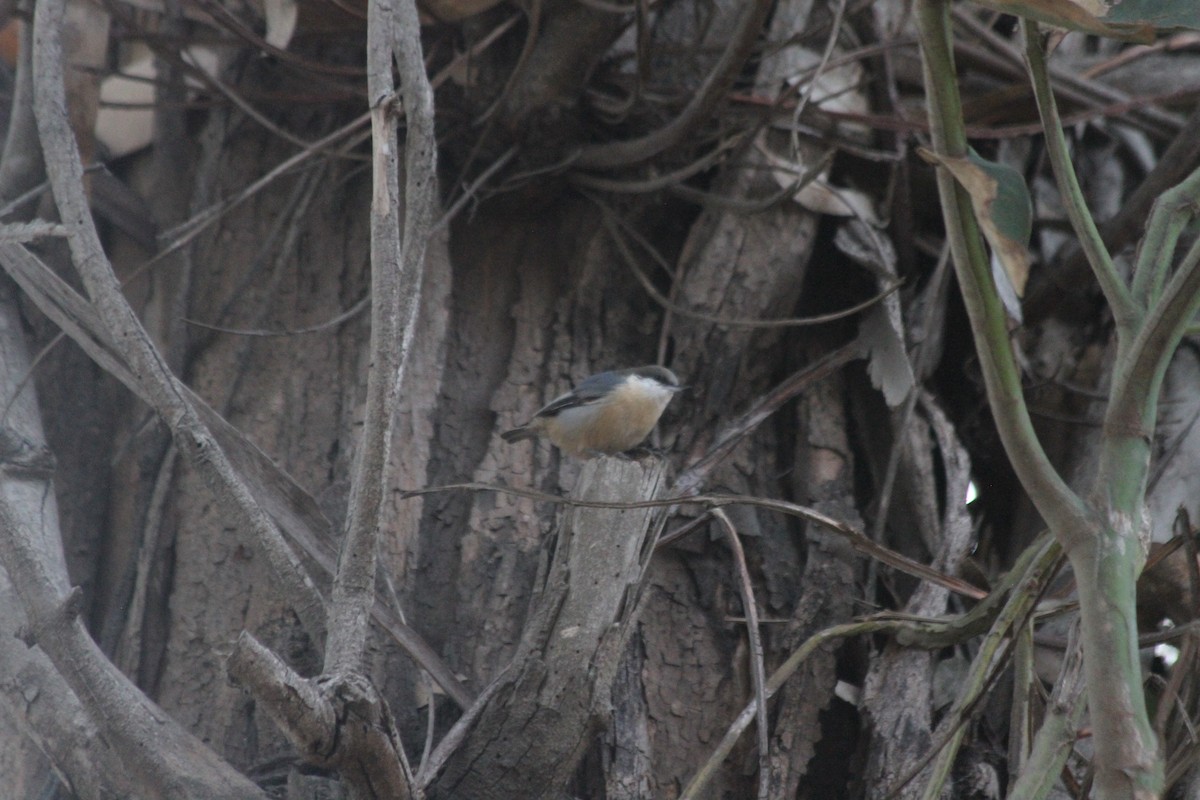Pygmy Nuthatch - ML642920171