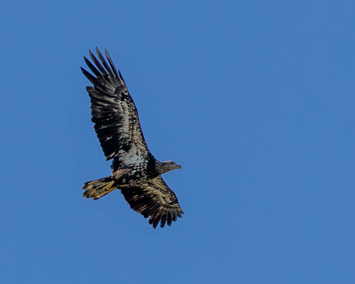 Bald Eagle - ML642920174