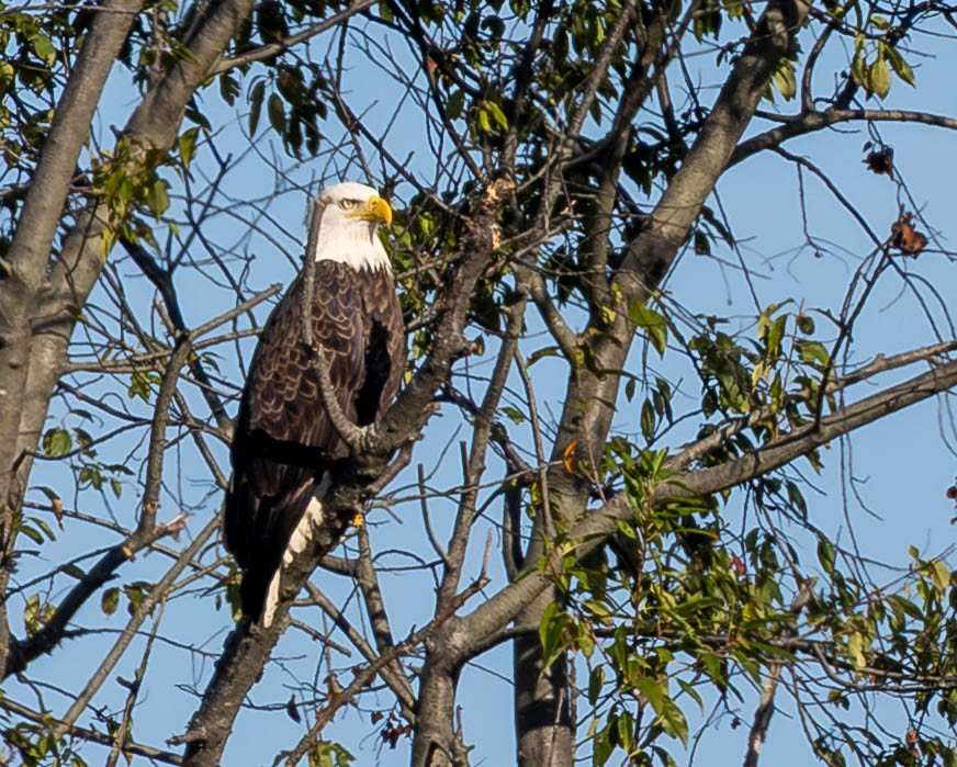 Bald Eagle - ML642920175
