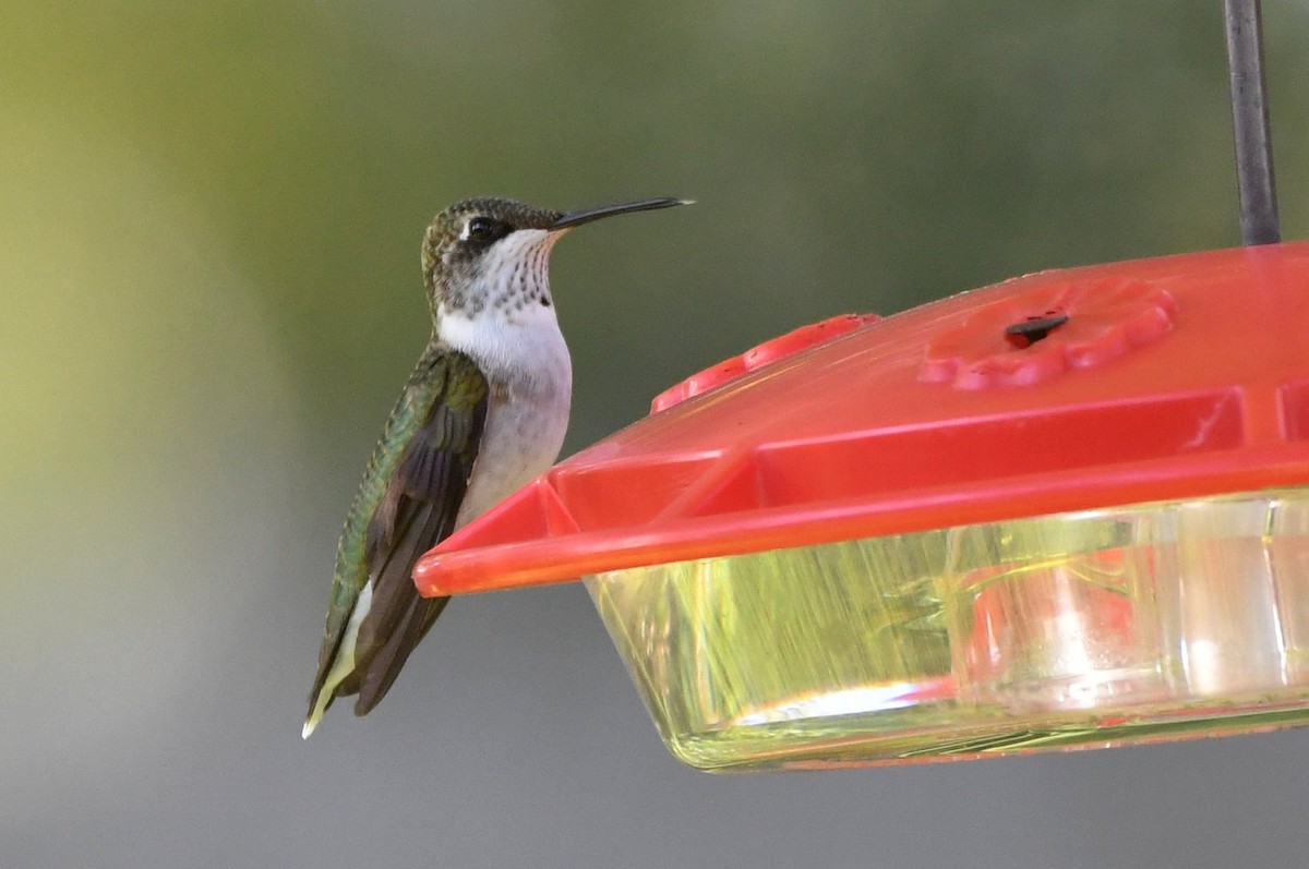 Ruby-throated Hummingbird - ML642920177