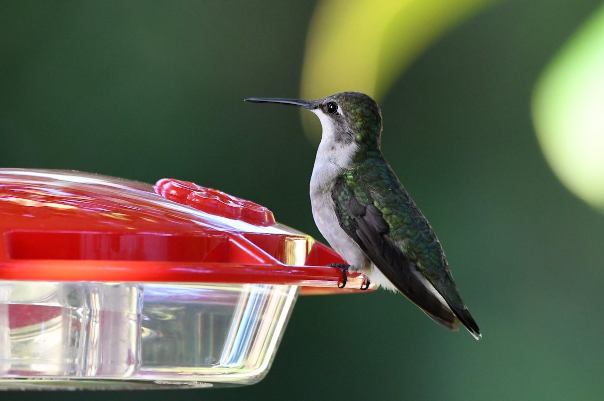 Ruby-throated Hummingbird - ML642920179
