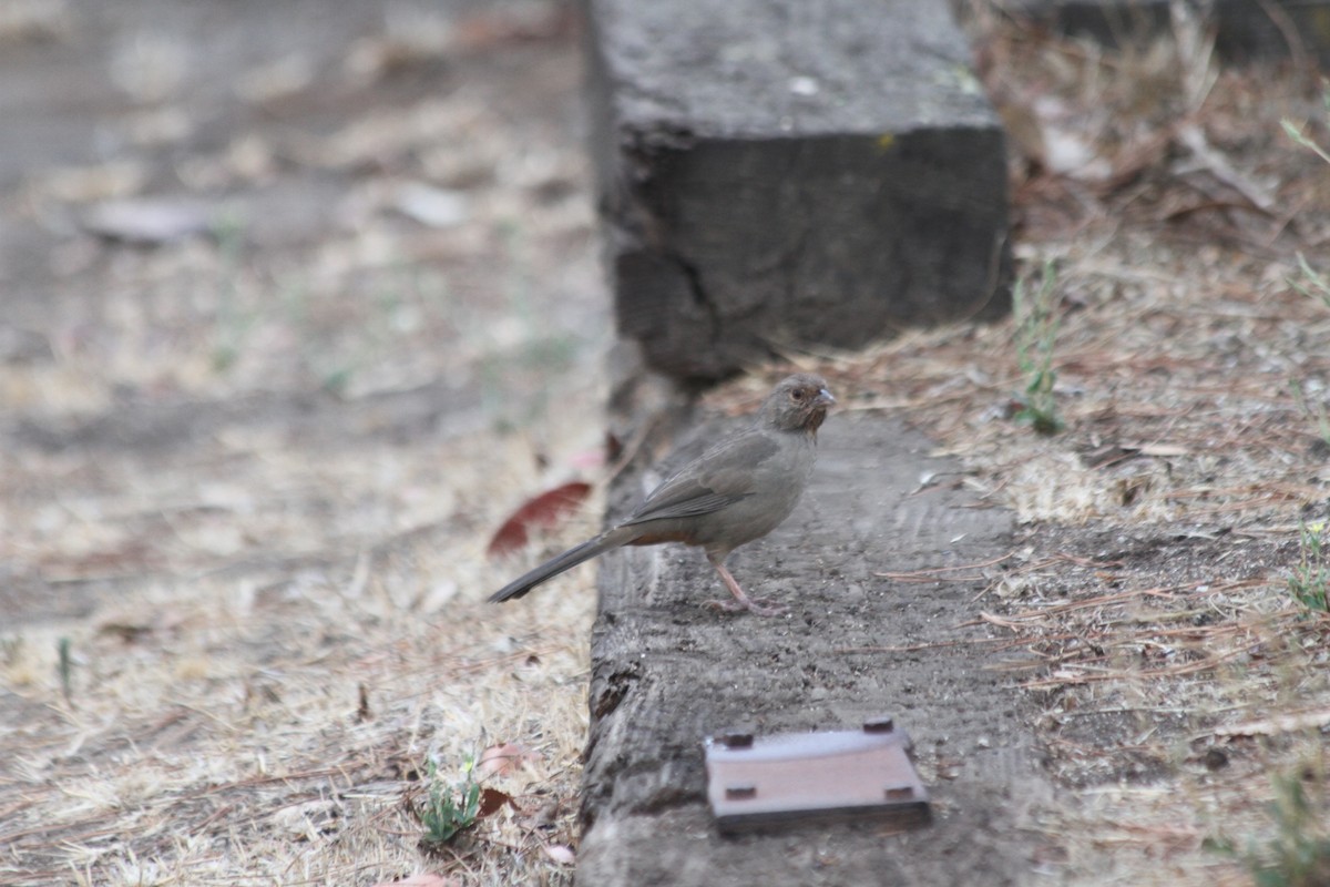 California Towhee - ML642920180