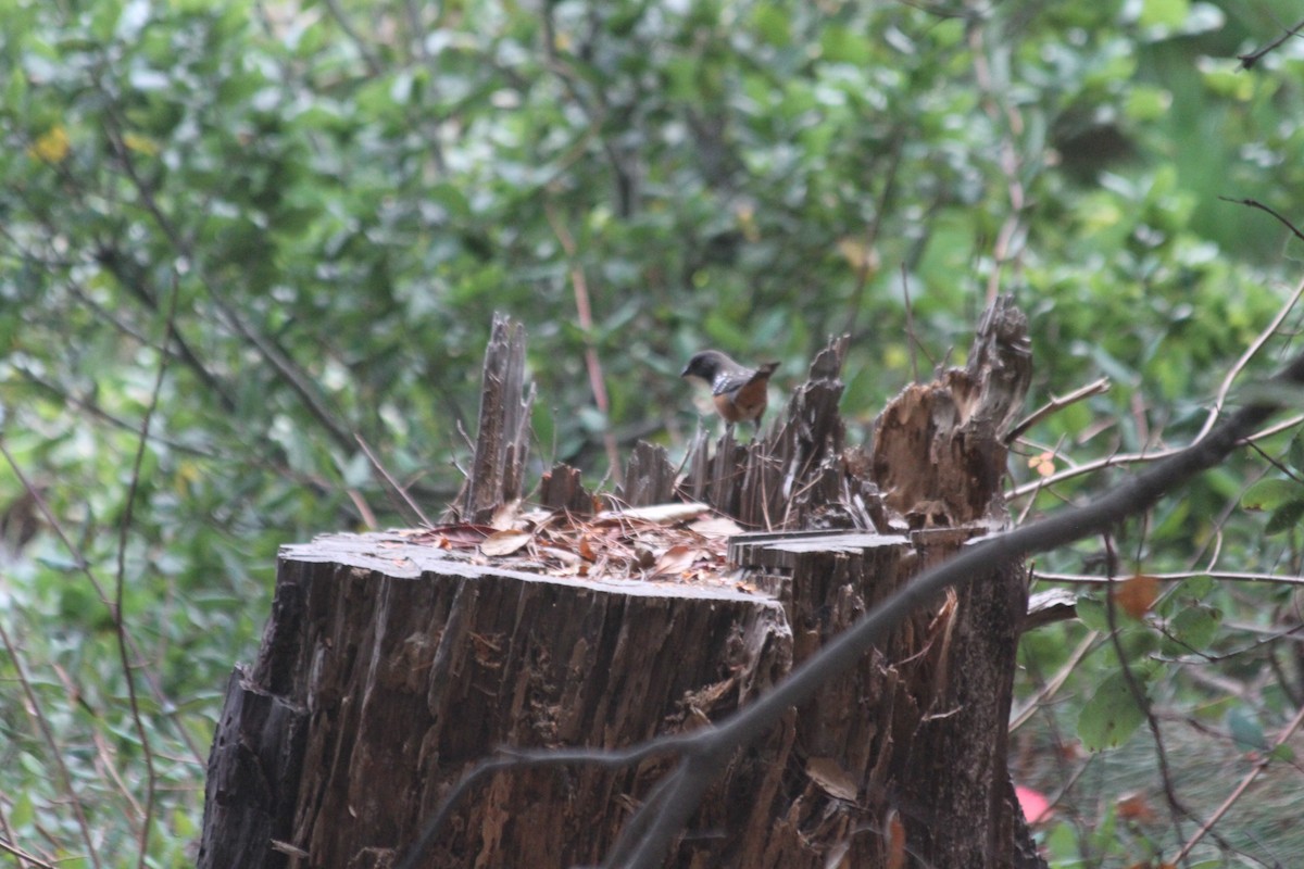 Spotted Towhee - ML642920190