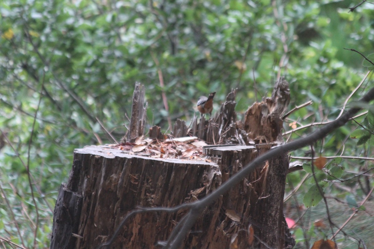 Spotted Towhee - ML642920191
