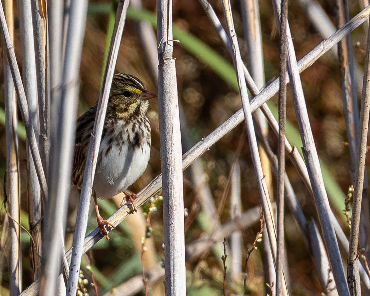 Savannah Sparrow - ML642920195