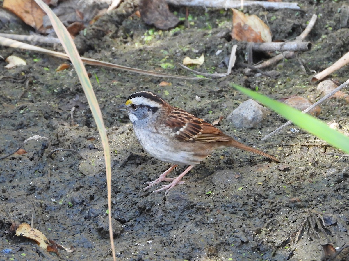 White-throated Sparrow - ML642920199