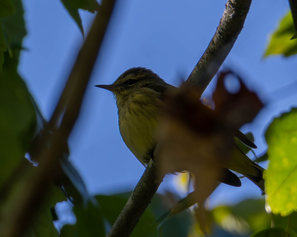 Palm Warbler - ML642920202