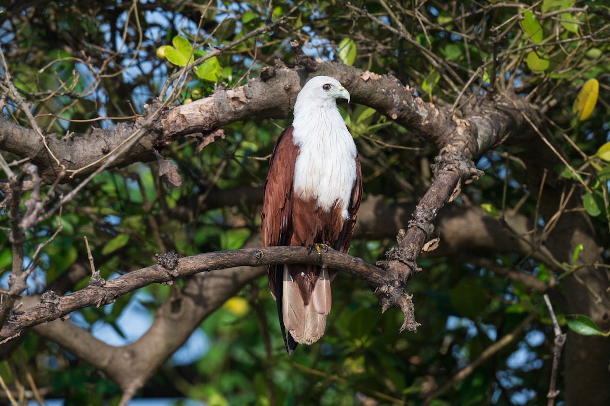 Brahminy Kite - ML642920209