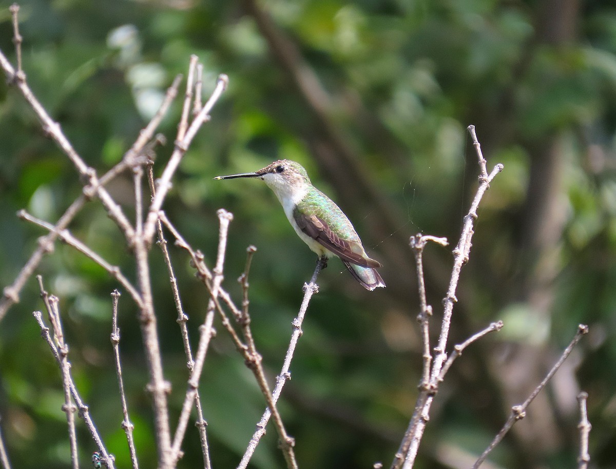 Colibri à gorge rubis - ML642920225