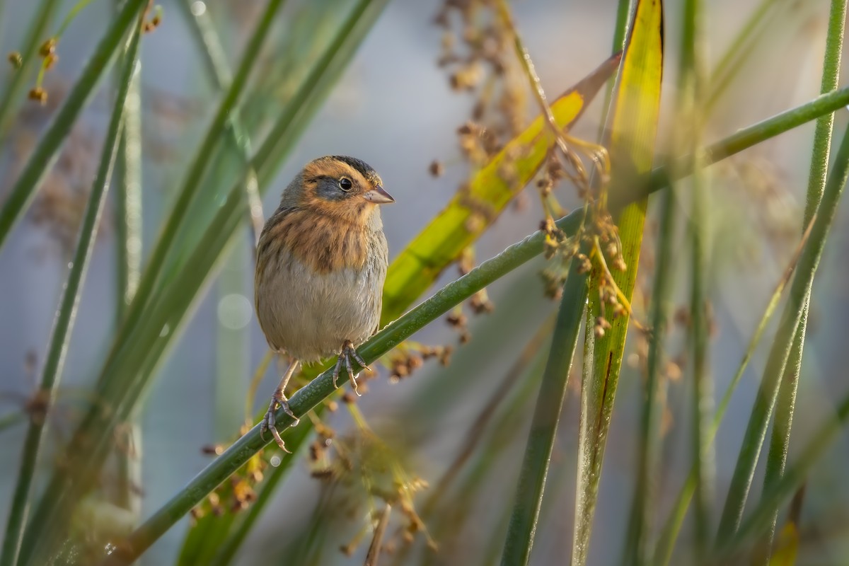 Nelson's Sparrow - ML642920280