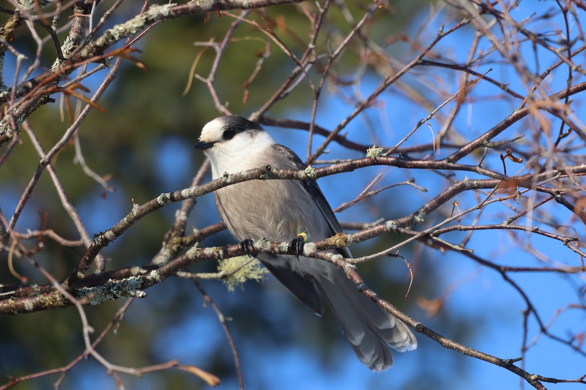 Canada Jay (Boreal) - ML642920297