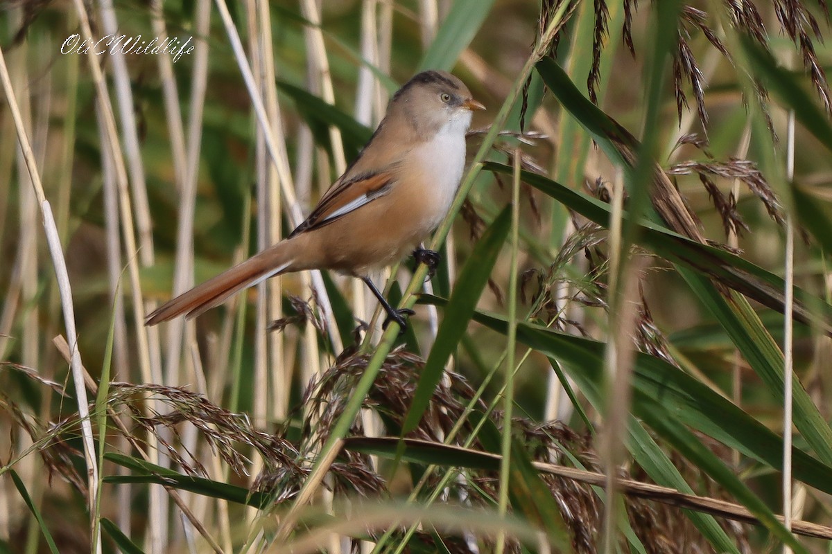 Bearded Reedling - ML642920302