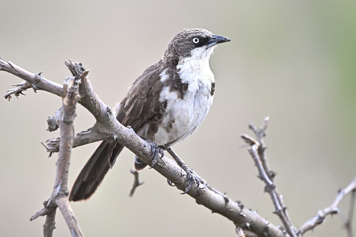 Northern Pied-Babbler - ML642920303