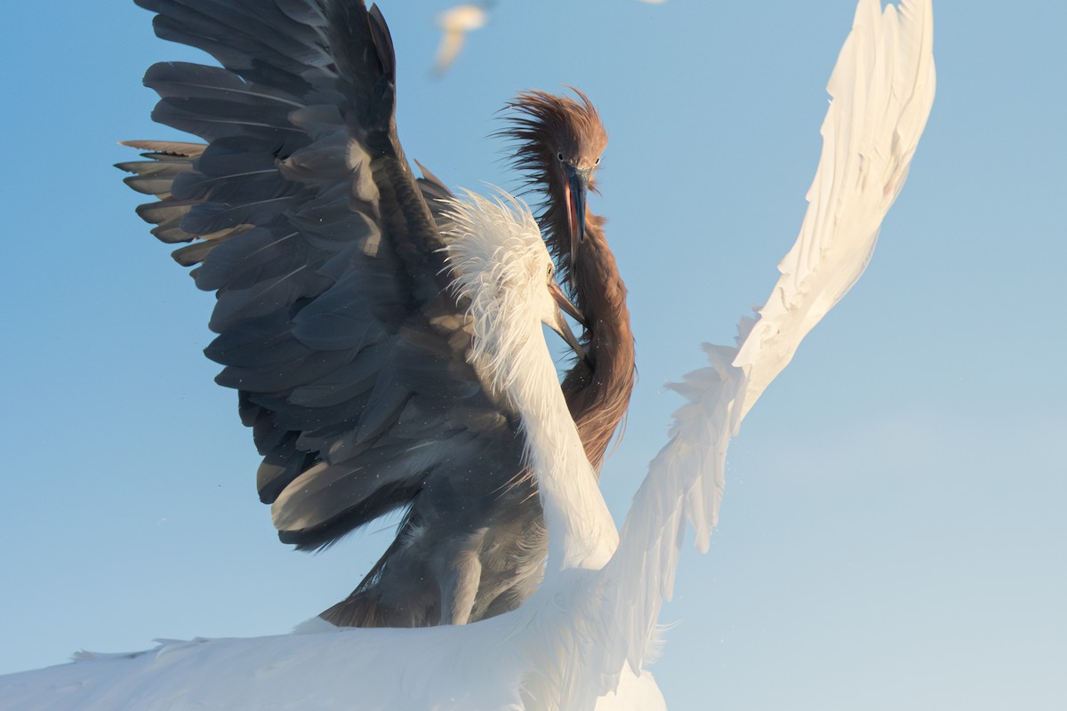 Reddish Egret - ML642920308
