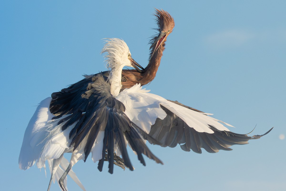 Reddish Egret - ML642920309