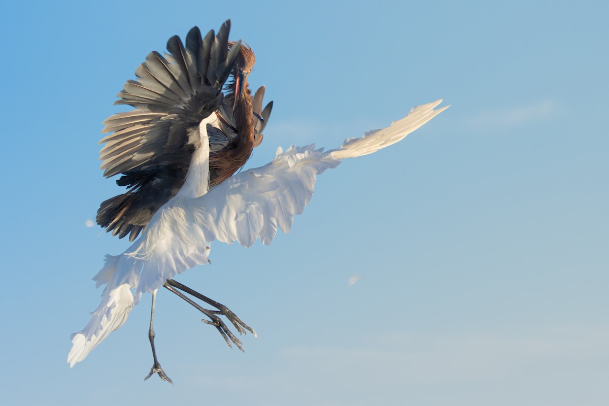Reddish Egret - ML642920310