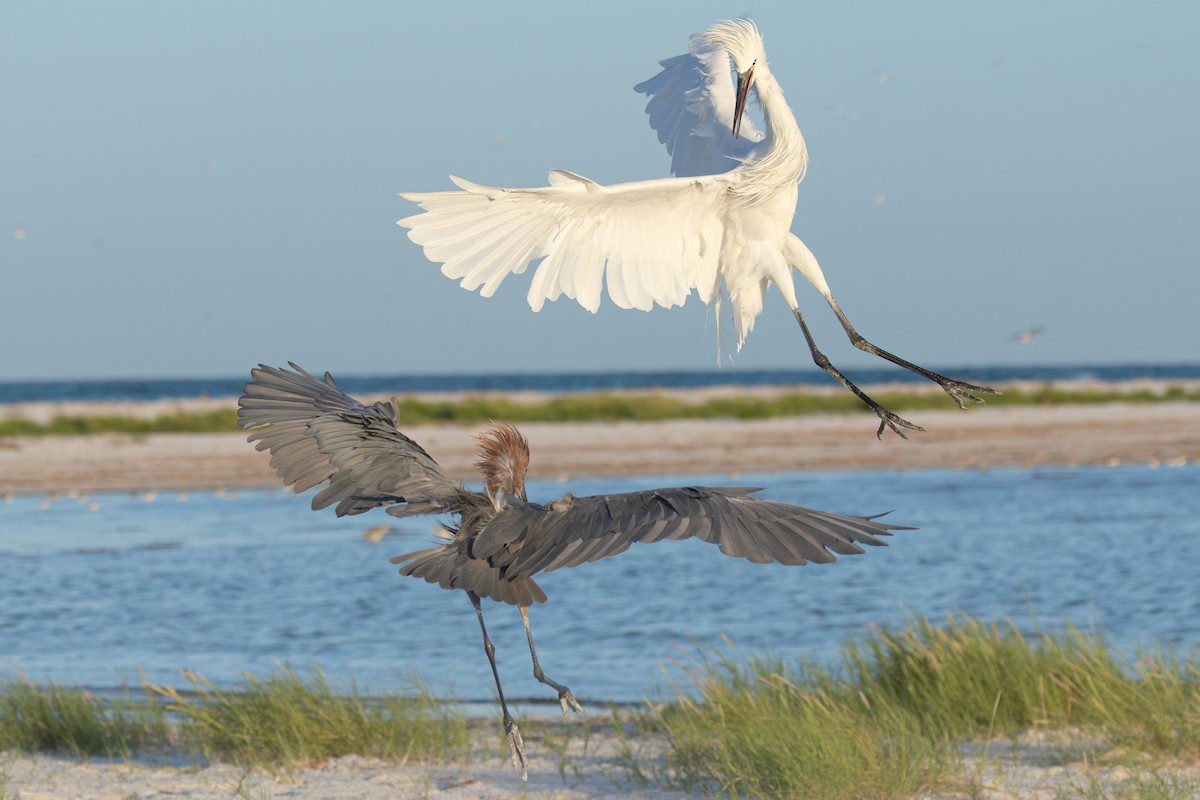 Reddish Egret - ML642920311