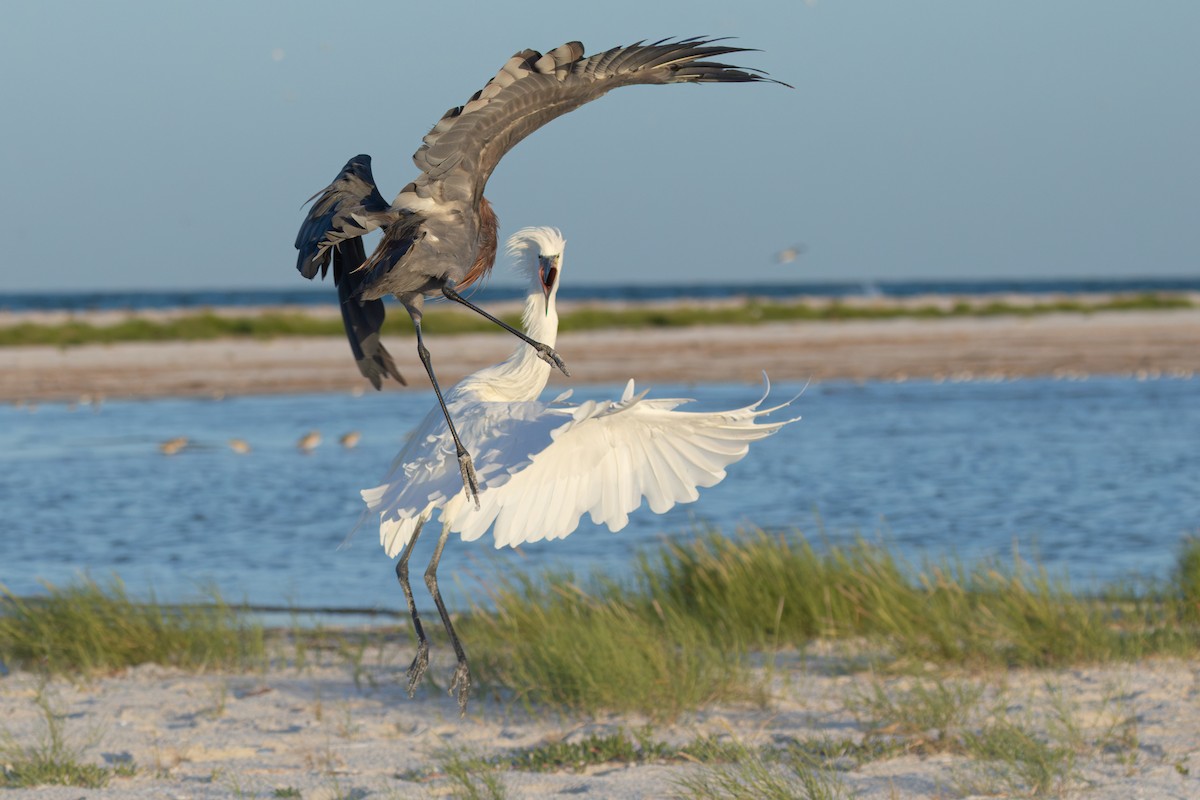 Reddish Egret - ML642920312